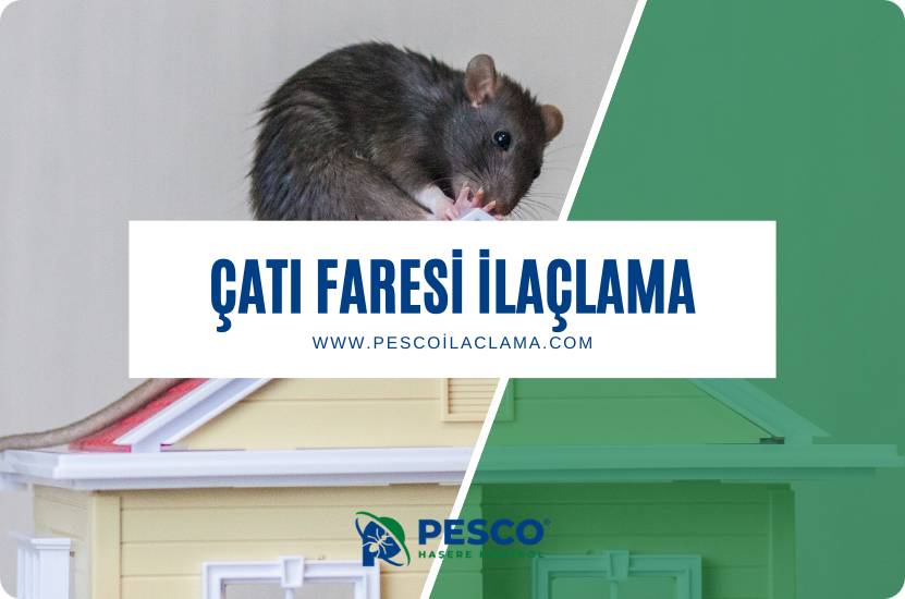 Pesco İlaçlama'nın çatı faresi ilaçlama hizmetine ilişkin bilgilendirme yazısıdır.