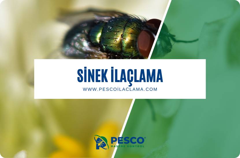 Pesco İlaçlama'nın sinek ilaçlama hizmetine ilişkin bilgilendirme yazısıdır.